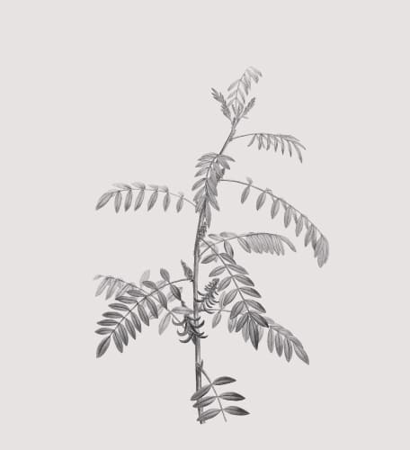 indigo（インディゴ）