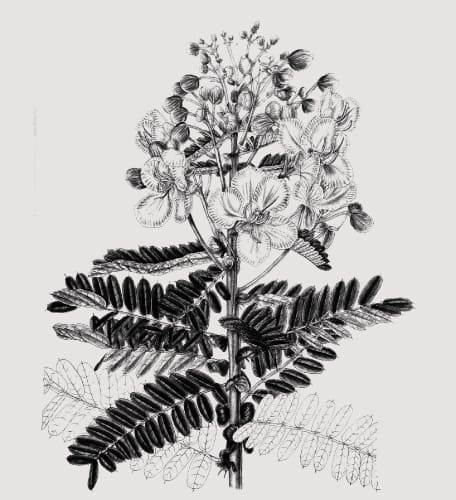 cassia（カシアアウリタクラタ）