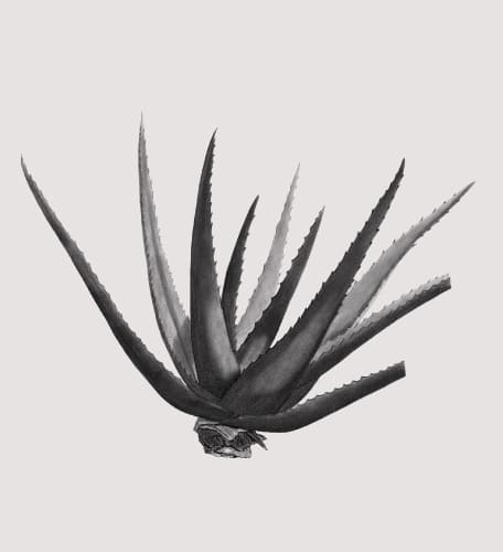 aloe vera（アロエ）