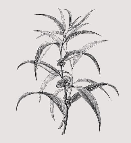 eucalptus（ユーカリ）