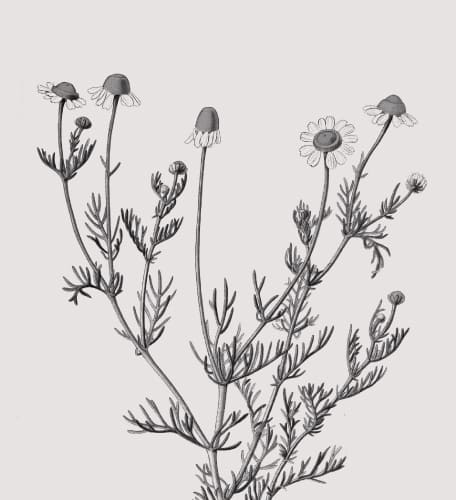 camomile（カモミール）