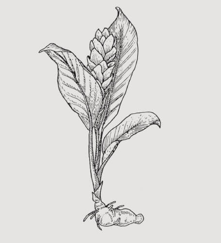 turmeric（ウコン）